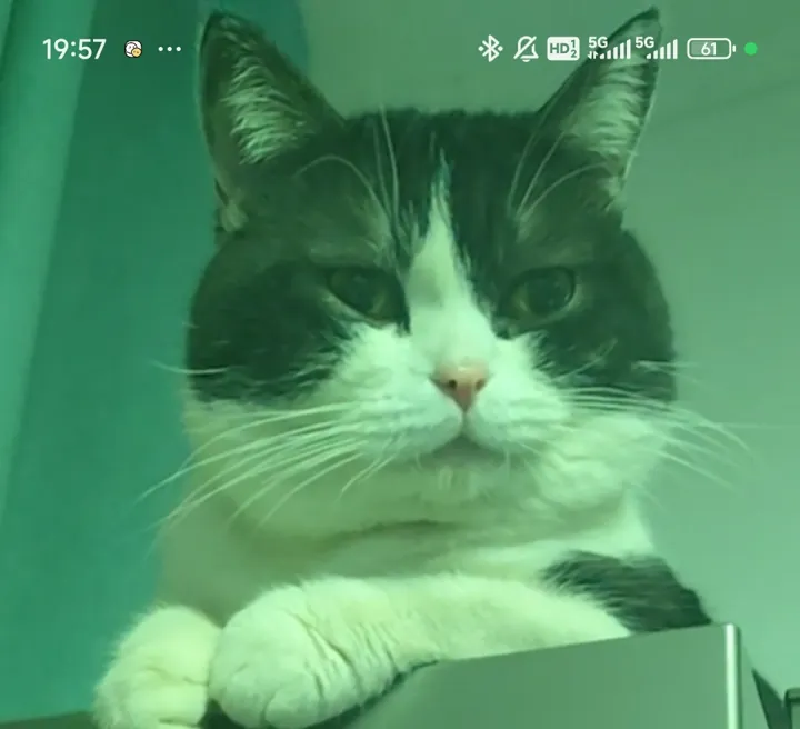 我把小爪子搭好了