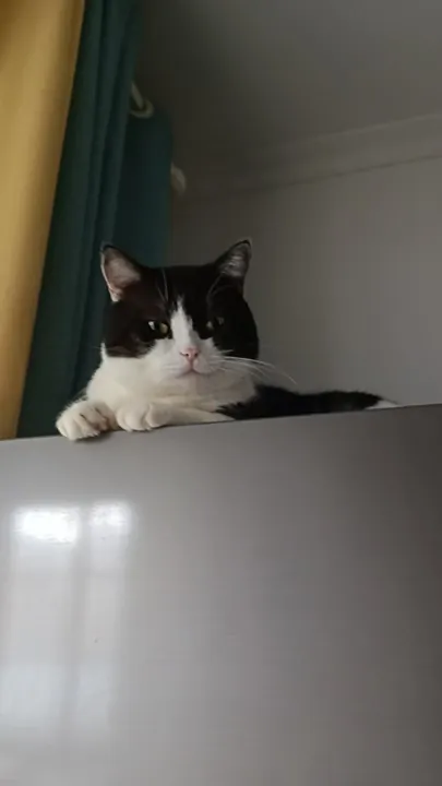 我探出头来看看
