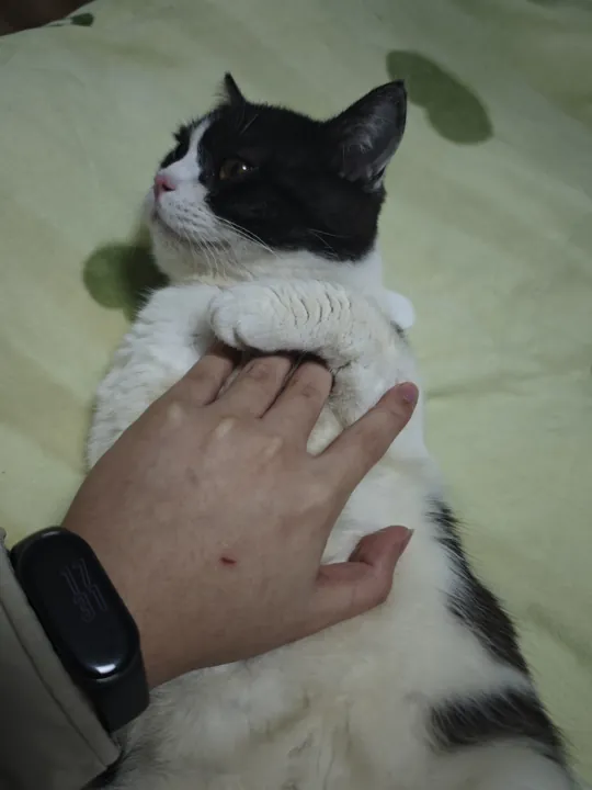 摸摸我的小肚子